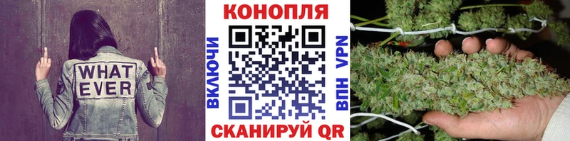 Канабис OG Kush Луга